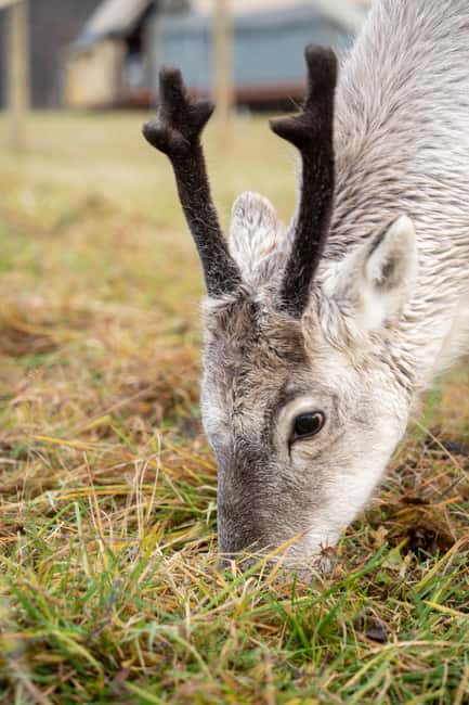 Malangen Sami Camp and Reindeer Experience with Lunch - Warm lunch and hot drinks, the cozy payoff