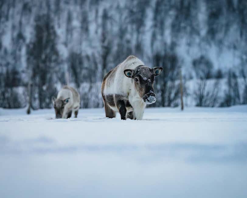 Malangen Sami Camp and Reindeer Experience with Lunch - Logistics that can make or break your day