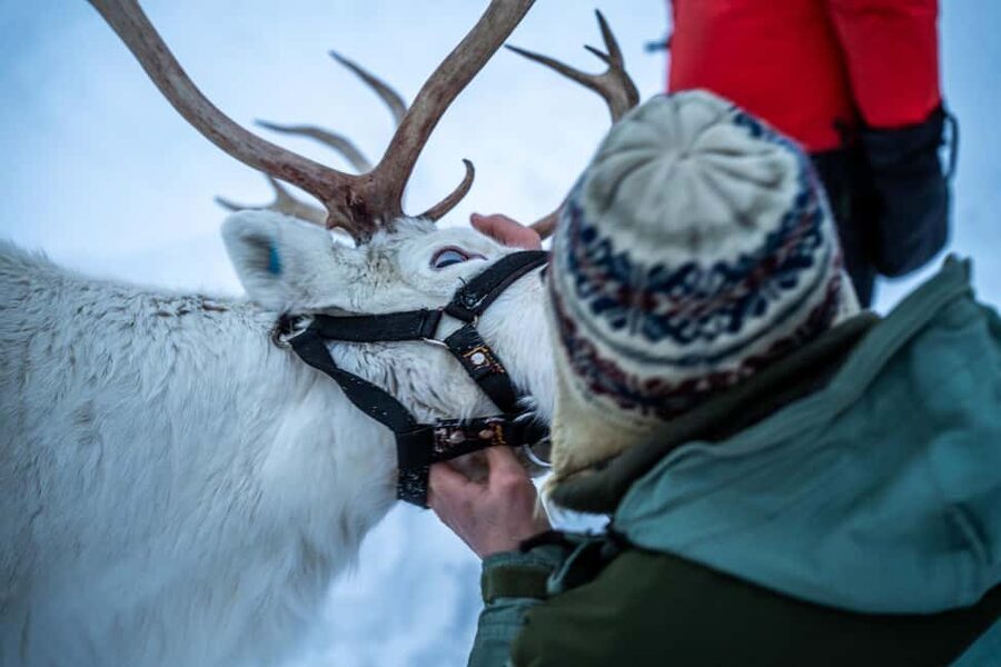 Malangen Sami Camp and Reindeer Experience with Lunch - Who this Sami camp experience suits best