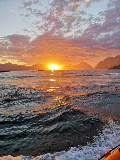 Midnight sun safari - Wildlife spotting realities: sea eagles, puffins, seals, and whales (if lucky)