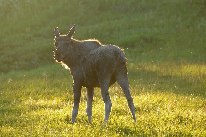 Moose Safari Bodo, Norway, Meet the Largest Land Animal in Europe - Meeting Point at Scandic Havet, and What Your Evening Schedule Feels Like