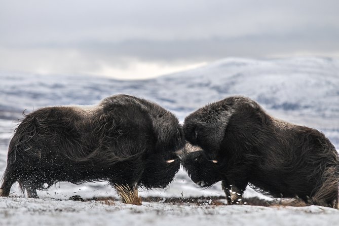 Musk ox Safari in Dovrefjell National Park, Oppdal Safari - Key things to know before you go