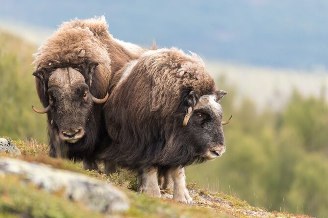 Musk ox Safari in Dovrefjell National Park, Oppdal Safari - Musk ox in Dovrefjell: why this hike is worth your day