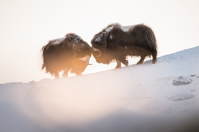 Musk ox Safari in Dovrefjell National Park, Oppdal Safari - What to watch for besides musk ox: reindeer and mountain grouse