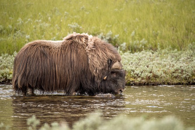 Musk ox Safari in Dovrefjell National Park, Oppdal Safari - Break time with coffee, lunch, and a more thoughtful photo plan