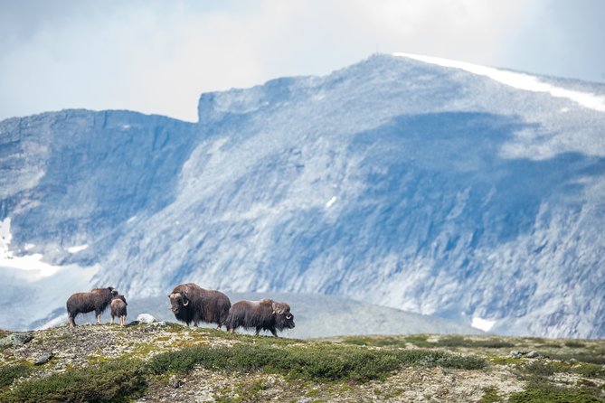 Musk ox Safari in Dovrefjell National Park, Oppdal Safari - Guides and group size: why going local changes everything