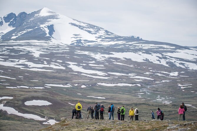 Musk ox Safari in Dovrefjell National Park, Oppdal Safari - Price check: is $85.57 a fair value?