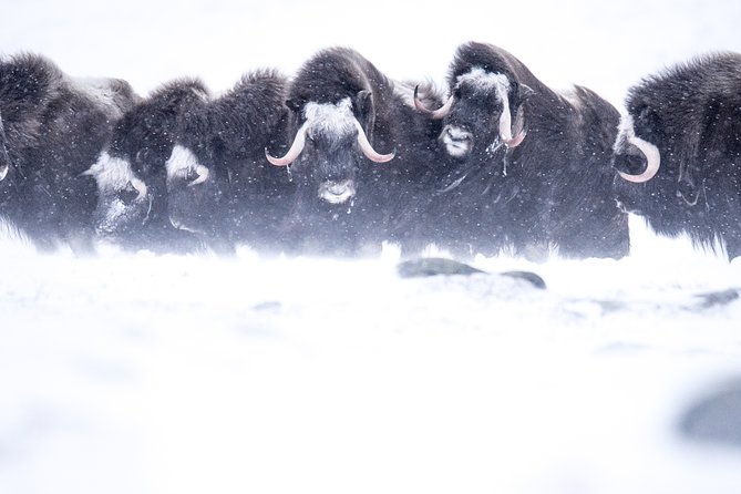 Musk ox Safari in Dovrefjell National Park, Oppdal Safari - Meeting at 9:30 in Oppdal, then heading into mountain country
