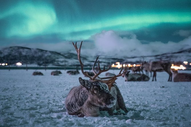 Night Reindeer Sledding with Camp Dinner and Chance of Northern Lights - Reindeer sledding: short, guided, and weather-dependent