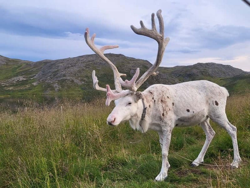 North Cape and King Crab Tour with Sámi Camp Tour - King crab is the star stop