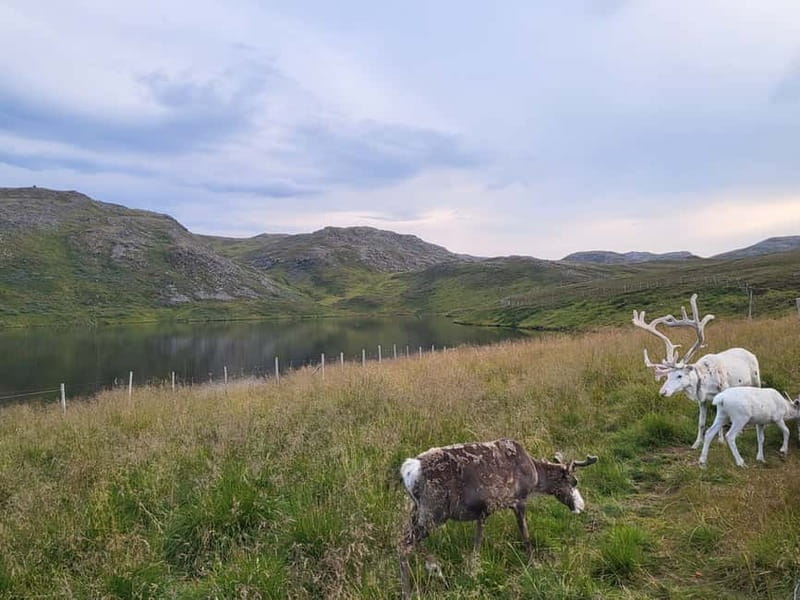 North Cape and King Crab Tour with Sámi Camp Tour - Meeting King Crabs: up close, photo-friendly, and very Arctic
