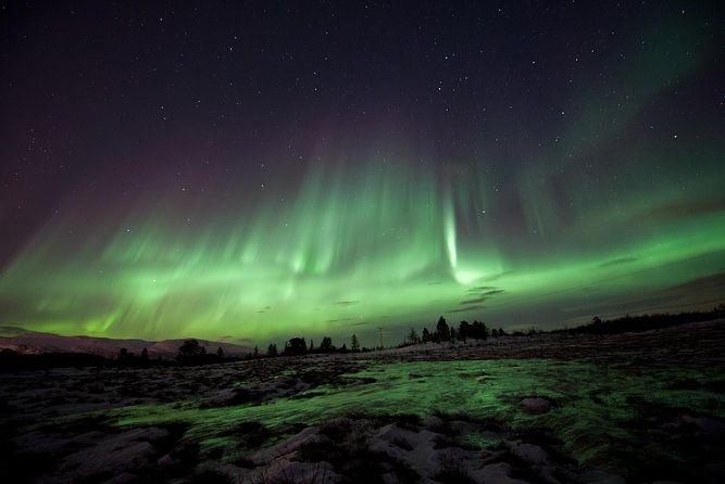Northern Lights Husky Visit - Key Highlights to Know Before You Go