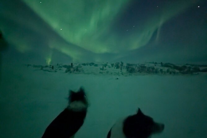 Northern Lights Minibus Chase Max 16 Person In Group - Alta After-Dark Pickup: 8:00 pm Start and a Simple Plan