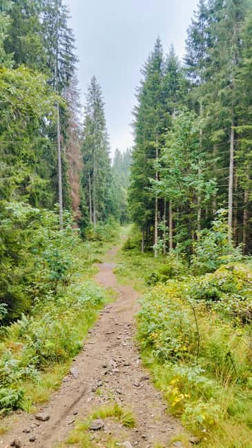 Oslo’s Secret Forest Gastronomy: Private Chef & Local Feast - What to wear and what weather can change in your day