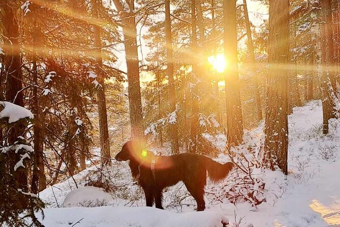 Oslo: Winter wonderland forest hike & campfire with a dog - Stop 1, Kolbotntjernet: Neighborhood Start, Quick Forest Entrance