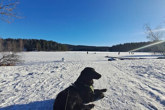 Oslo: Winter wonderland forest hike & campfire with a dog - Stop 4, Solbråtan stasjon: Out of the Forest Into a Cozy Neighborhood