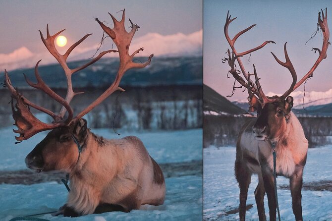 Overnight Stay with Reindeer Sledding & Feeding - Sleeping in a Lavvu: Cozy, Cold Skills, and Camp Stove Reality
