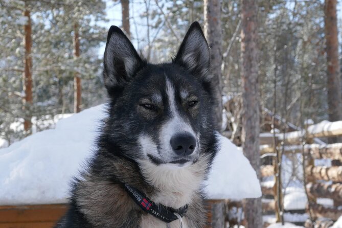 Privat sled trip with husky in the alta valley - Key highlights at a glance