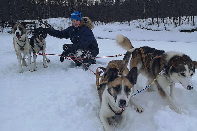 Privat sled trip with husky in the alta valley - Alta husky sledding with a private, family-style pace