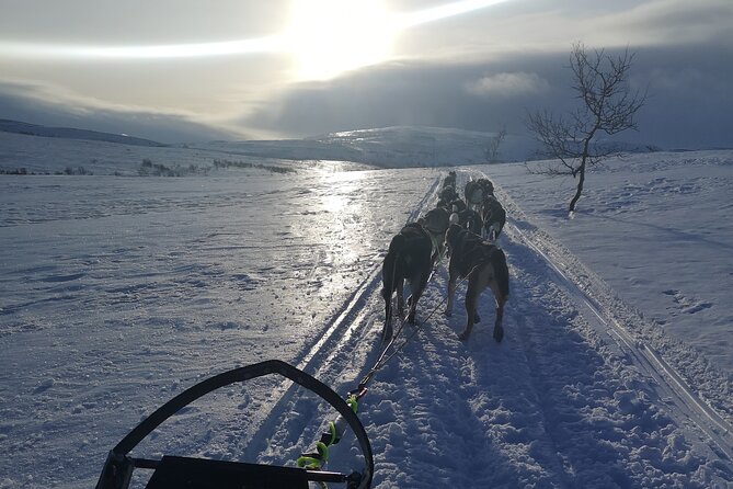 Privat sled trip with husky in the alta valley - Husky handling, harness moments, and why the dogs feel cared for