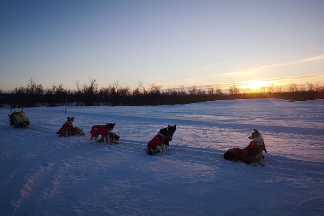 Privat sled trip with husky in the alta valley - Can you drive the sled yourself? Fitness, safety, and limits