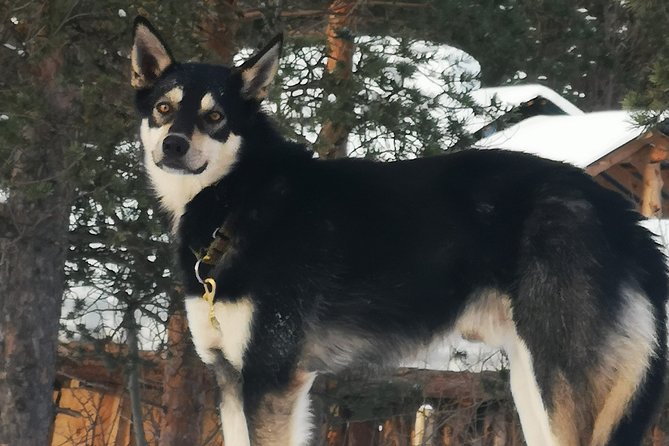 Privat sled trip with husky in the alta valley - Price and value: what you are really paying for