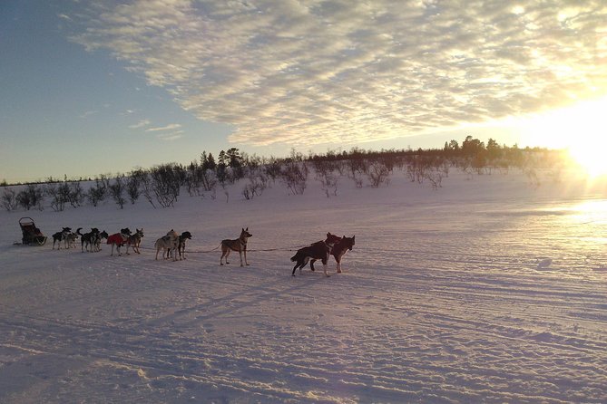Privat sled trip with husky in the alta valley - Who should book this husky sled trip?