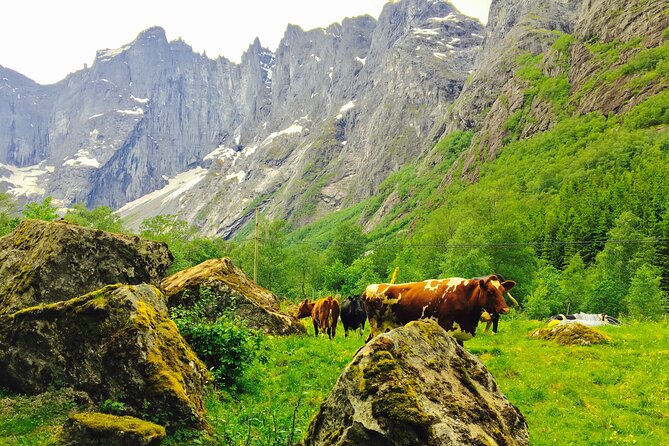 Private shore excursions Ålesund Trollstigen-Trollroad in small (1-4)groups - What the guide actually brings: from facts to friendly flow