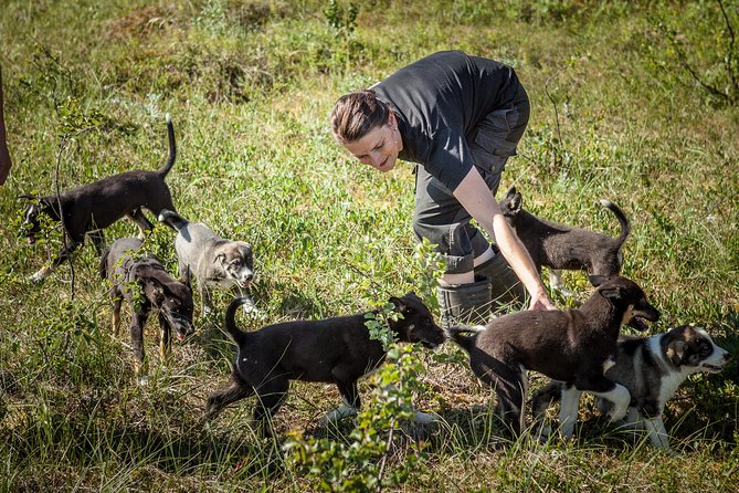 Puppy Training Experience at a Husky Farm in Tromso - A Morning With Husky Puppies and Real Training Work