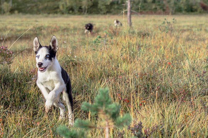 Puppy Training Experience at a Husky Farm in Tromso - Getting There: Radisson Blu Pickup, 30 Minutes Each Way, and Wet-Weather Gear