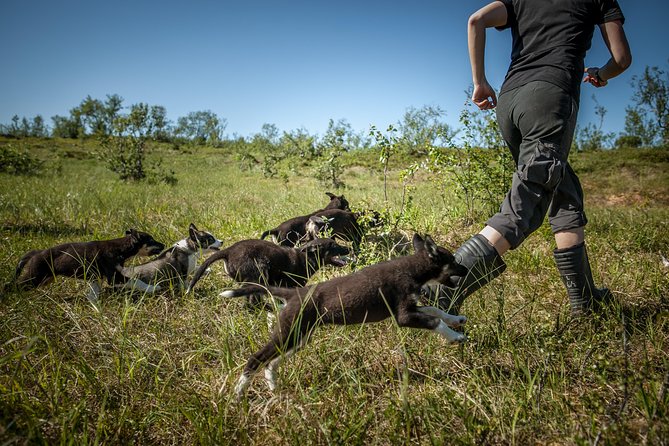 Puppy Training Experience at a Husky Farm in Tromso - Price and Value: What $176.95 Buys You in the Real World