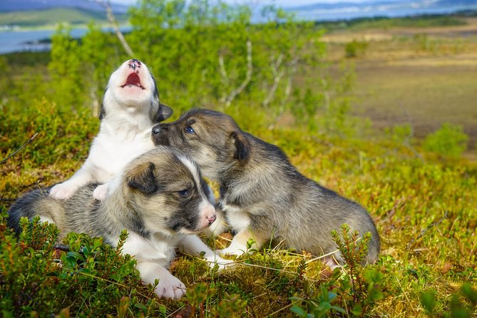 Puppy Training Experience at a Husky Farm in Tromso - Watching Exercises and Running Time: Seeing Sled-Dog Work Up Close
