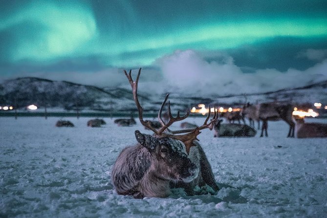 Reindeer Camp Dinner with Chance of Northern Lights in Tromso - Feeding Reindeer in the Snow: Up Close, No Distance Buffer