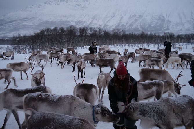 Reindeer Feeding and Sami Culture Afternoon Departure - Afternoon Departure From Tromso: How the 1:00 pm Start Feels