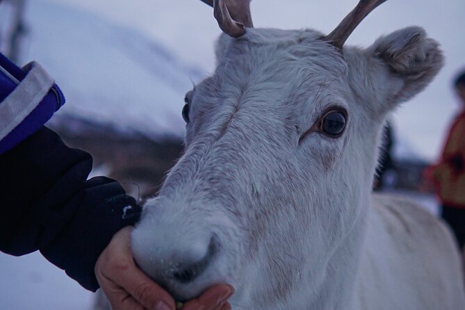 Reindeer Feeding and Sami Culture Afternoon Departure - Getting to the Reindeer Camp: Warmth, Motion, and Mountain Views