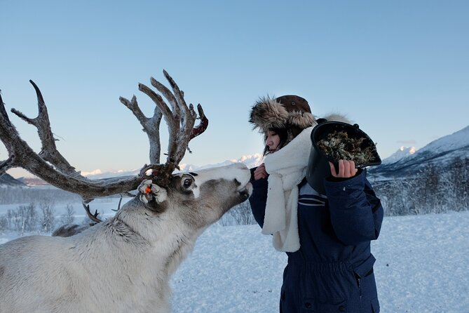 Reindeer Feeding and Sami Culture Afternoon Departure - Price and Value at $182.46 for About 4.5 Hours