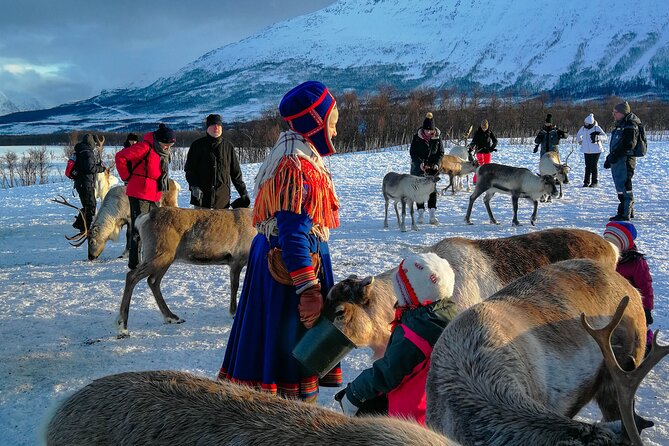 Reindeer Feeding and Sami Culture Afternoon Departure - Who Should Book This Afternoon Reindeer and Sámi Camp Tour