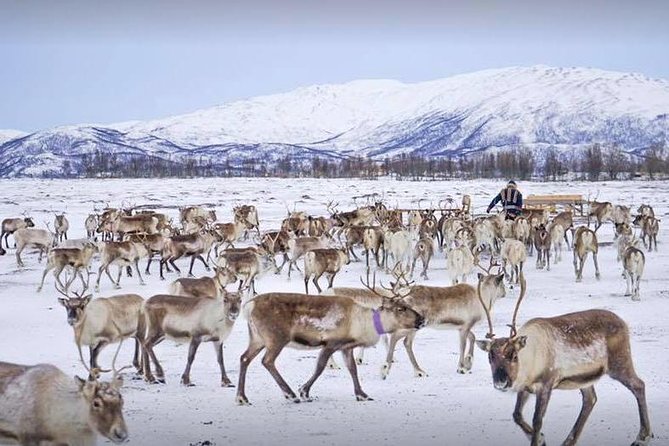 Reindeer Feeding and Sami Culture Including Lunch from Tromso - Key highlights worth planning for
