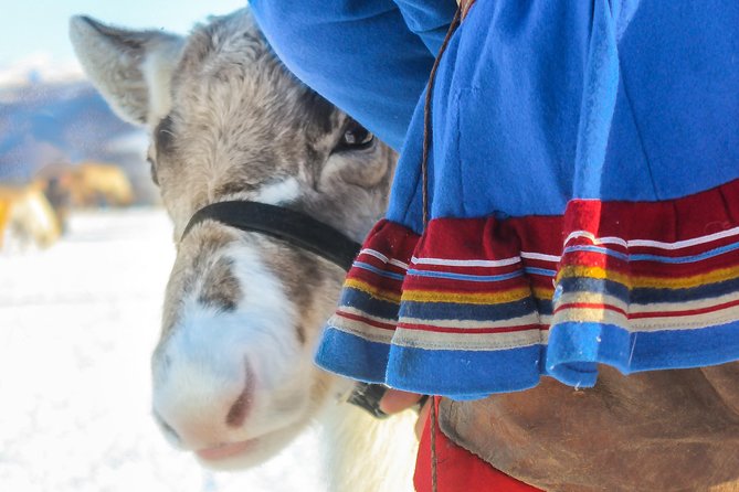 Reindeer Feeding and Sami Culture Including Lunch from Tromso - Reindeer feeding: what up-close feeding really means
