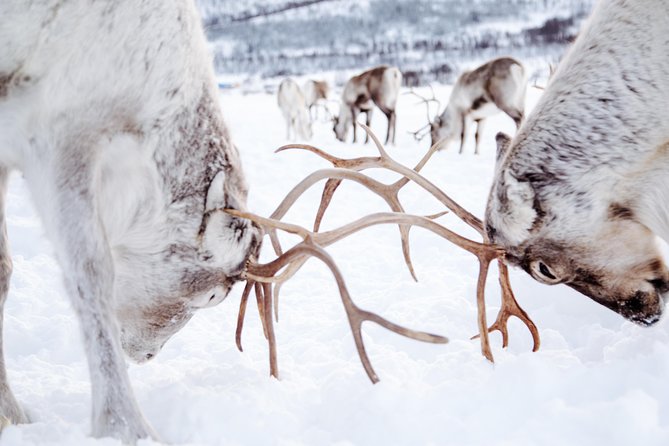 Reindeer Feeding and Sami Culture Including Lunch from Tromso - Inside the lavvu: warmth, stories, and joik singing