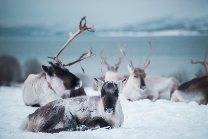 Reindeer Feeding and Sami Culture Including Lunch from Tromso - Time in camp vs. time on the bus: what the 4-hour length feels like