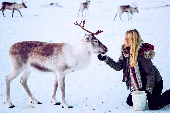 Reindeer Feeding and Sami Culture Including Lunch from Tromso - Trying lasso throwing practice: the skill part, not just the spectacle