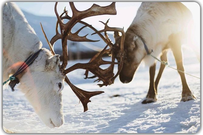 Reindeer feeding & Saami Culture - Warming up in the lavvu: drinks, lunch, and that Arctic reset