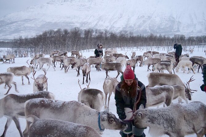 Reindeer feeding & Saami Culture - Who this tour suits best in Tromsø