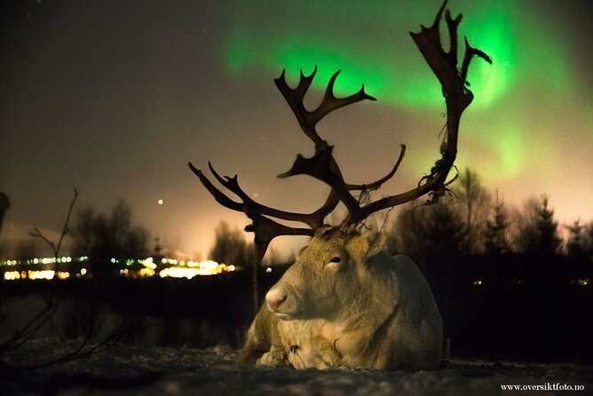 Reindeer feeding & Saami Culture with chance for Northern Lights - Tromsø to the Reindeer Camp: The 6:00 pm Start That Sets the Mood