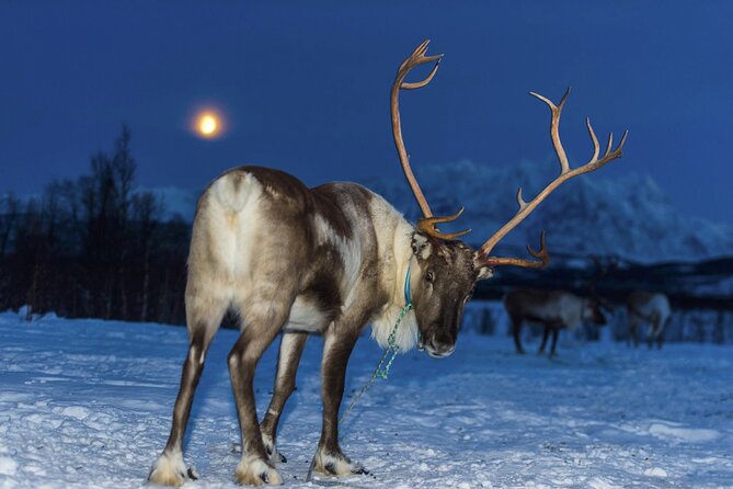 Reindeer feeding & Saami Culture with chance for Northern Lights - Price and Logistics: Is $182.37 Per Person Worth It?