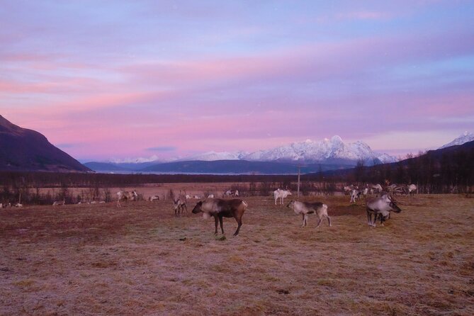 Reindeer feeding & Saami Culture with chance for Northern Lights - Who This Tour Suits Best (and Who Should Think Twice)