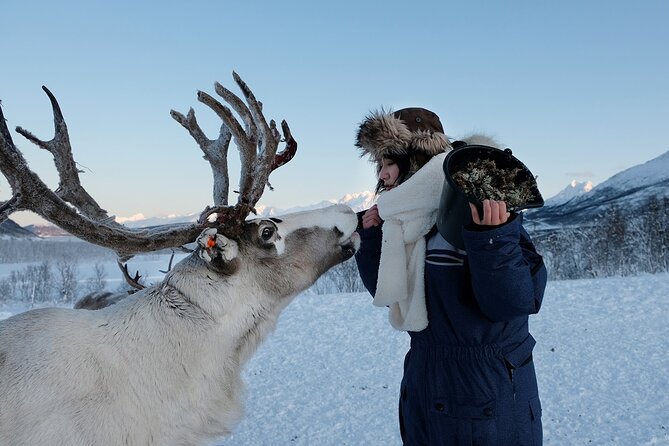Reindeer feeding & Saami Culture - Pickup, transfers, and meeting point clarity at Fredrik Langes gate