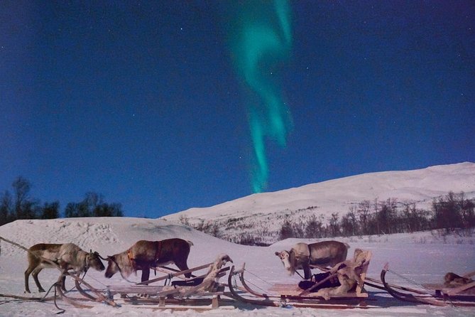 Reindeer Sledding and Feeding with Chance of Northern Lights Tromso - Feeding the reindeer: the part that feels real