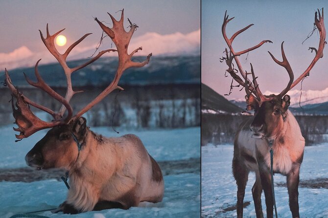 Reindeer Sledding and Feeding with Chance of Northern Lights Tromso - The lavvu meal: warm food and a cultural lesson at the same time